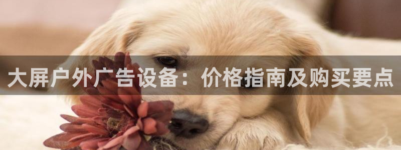 杏宇平台代理怎么赚钱快
